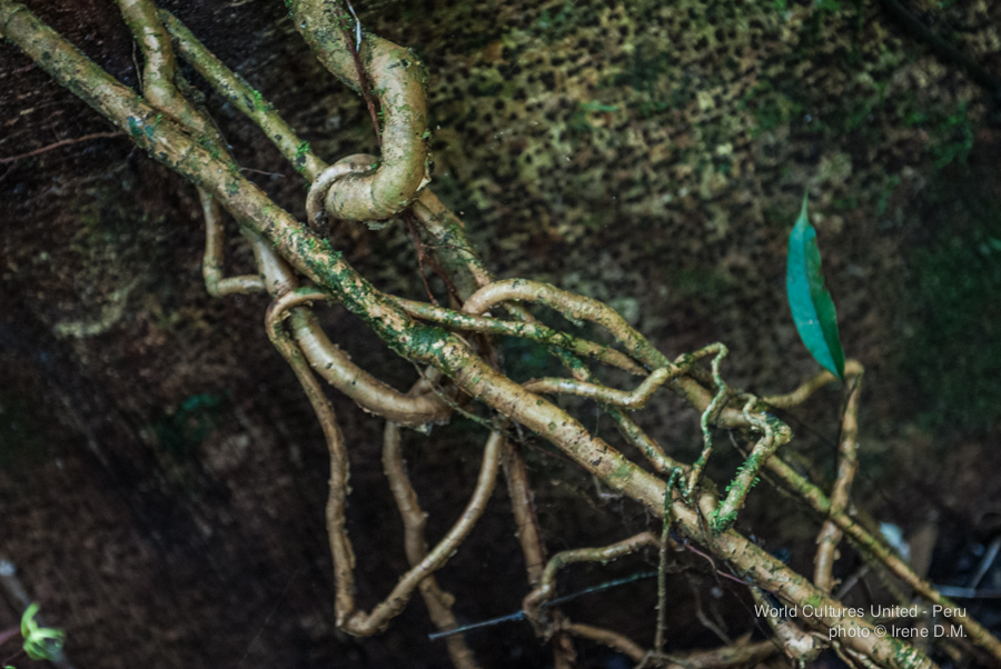 medicines_jungle_tour-27